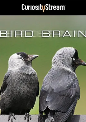 Poster Bird Brain