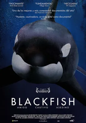 Poster Blackfish