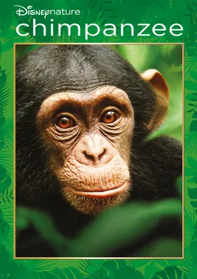 Poster Chimpancés