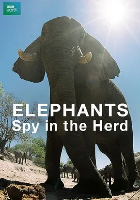 Poster Elephants: Spy in the Herd