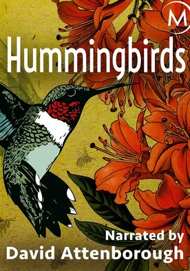 Poster de Hummingbirds: Jewelled Messengers