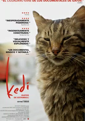 Poster Kedi