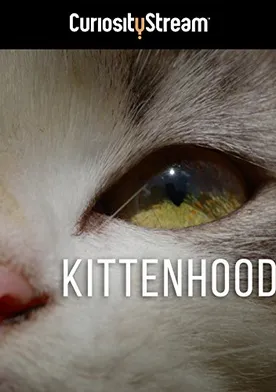 Poster Kittenhood