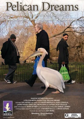 Poster Pelican Dreams