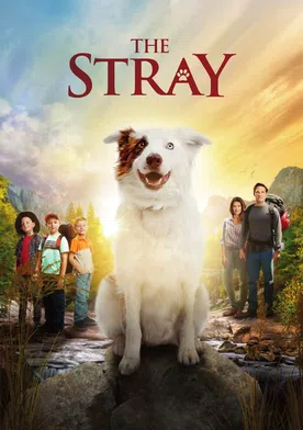 Poster The Stray