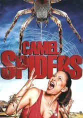 Poster Camel Spiders