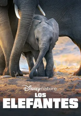 Poster Elefante