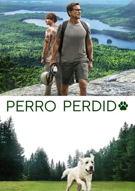 Poster Perro perdido