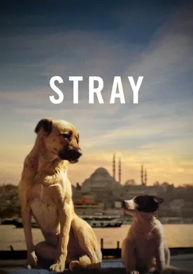 Poster Stray