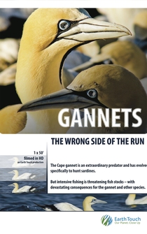 Poster Gannets: The Wrong Side of the Run