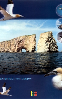 Poster Sea Birds of the Gaspé