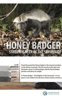 Poster Ultimate Honey Badger