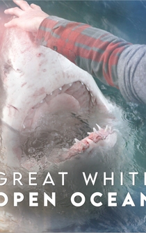 Poster Great White Open Ocean