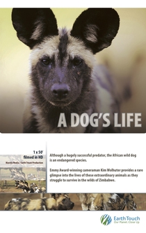 Poster A Dog's Life