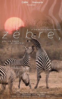 Poster Zèbre, une vie haute en couleur