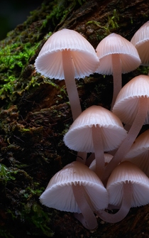 Poster Fungi: The Web of Life