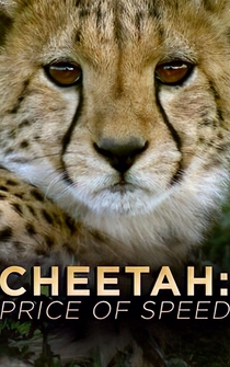 Poster Cheetah: The Price of Speed