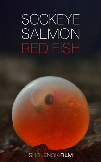 Poster Sockeye Salmon, Red Fish