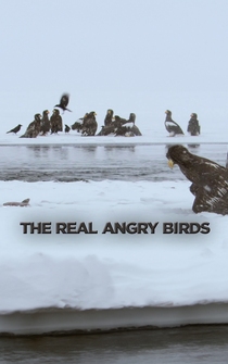 Poster The Real Angry Birds