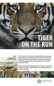 Poster Tiger on the Run