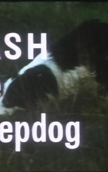 Poster Flash the Sheepdog