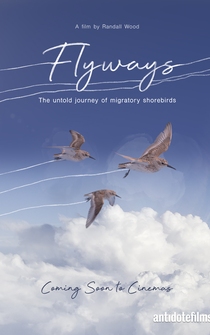 Poster Flyways: the untold journey of migratory shorebirds