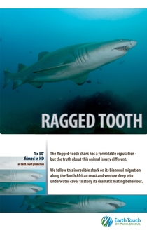 Poster Ragged Tooth