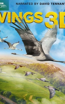 Poster Wings