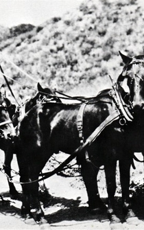 Poster The Arizona Whirlwind