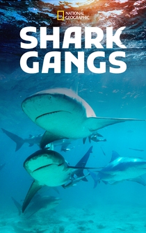 Poster Shark Gangs