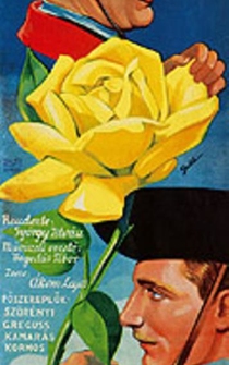 Poster Sárga rózsa