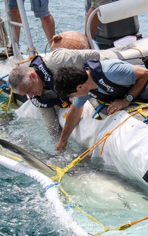 Poster Operation Sharklift